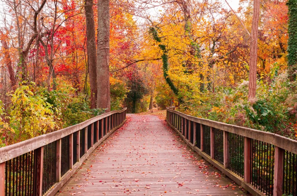 beautiful wooden pathway going the breathtaking colorful trees in a forest